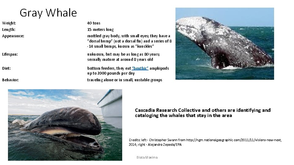 Gray Whale Weight: 40 tons Length: 15 meters long Appearance: mottled gray body, with