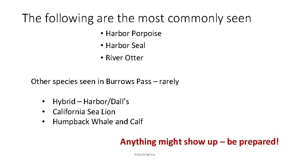 The following are the most commonly seen • Harbor Porpoise • Harbor Seal •