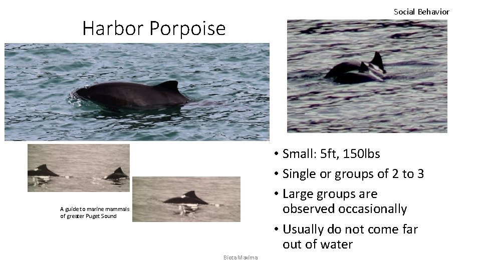 Harbor Porpoise Social Behavior • Small: 5 ft, 150 lbs • Single or groups