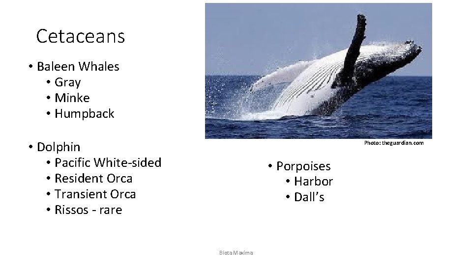 Cetaceans • Baleen Whales • Gray • Minke • Humpback • Dolphin • Pacific