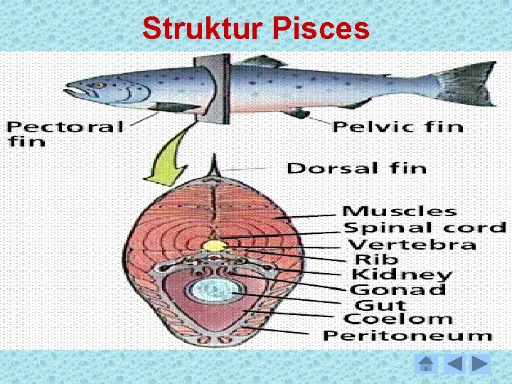 Struktur Pisces 