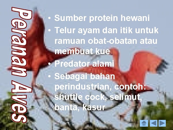  • Sumber protein hewani • Telur ayam dan itik untuk ramuan obat-obatan atau