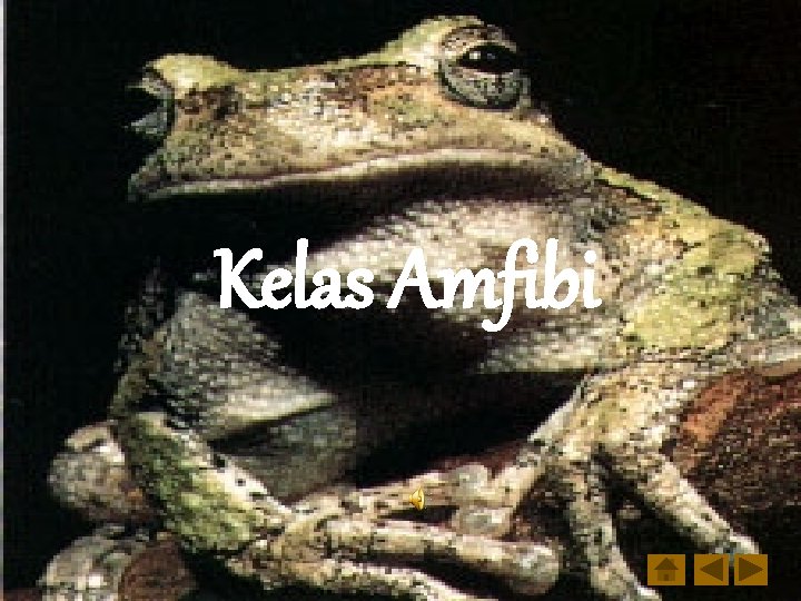Kelas Amfibi 