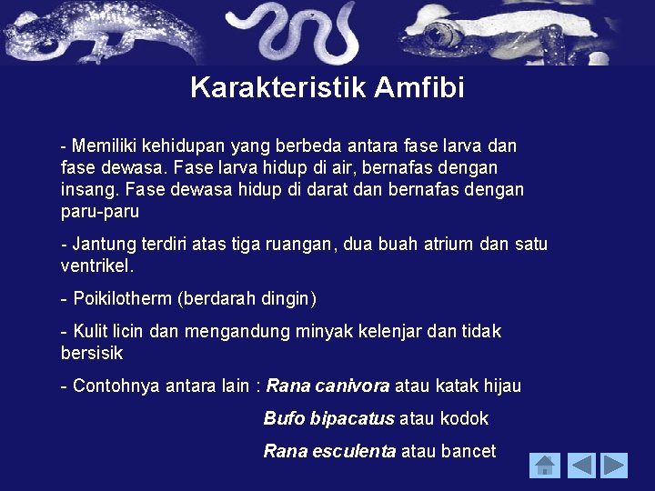 Karakteristik Amfibi - Memiliki kehidupan yang berbeda antara fase larva dan fase dewasa. Fase