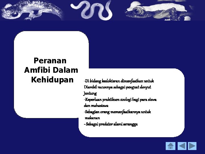 Peranan Amfibi Dalam Kehidupan -Di bidang kedokteran dimanfaatkan untuk Diambil racunnya sebagai penguat denyut