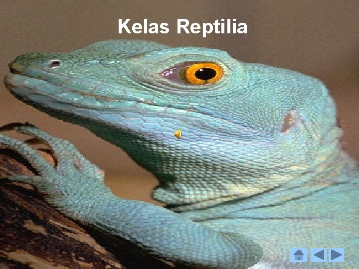 Kelas Reptilia 