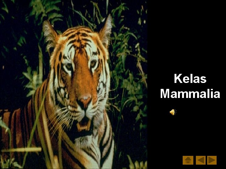 Kelas Mammalia 