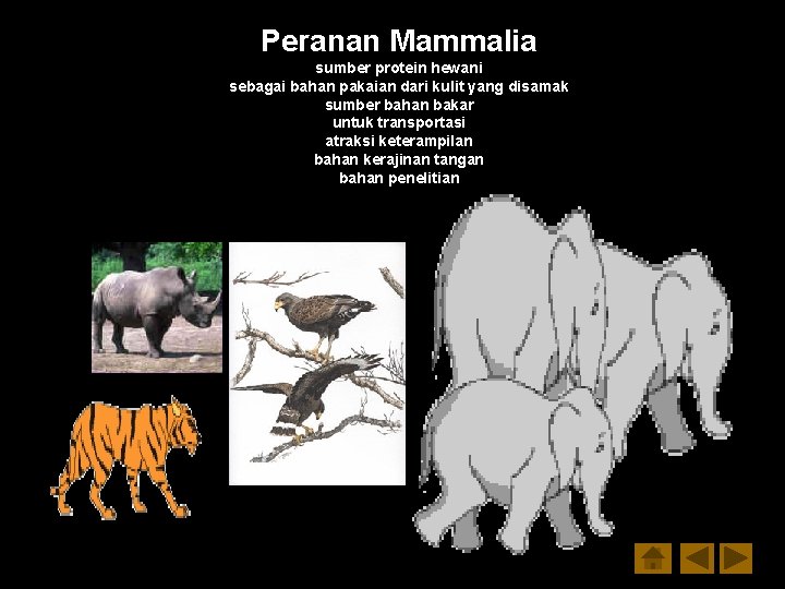 Peranan Mammalia sumber protein hewani sebagai bahan pakaian dari kulit yang disamak sumber bahan