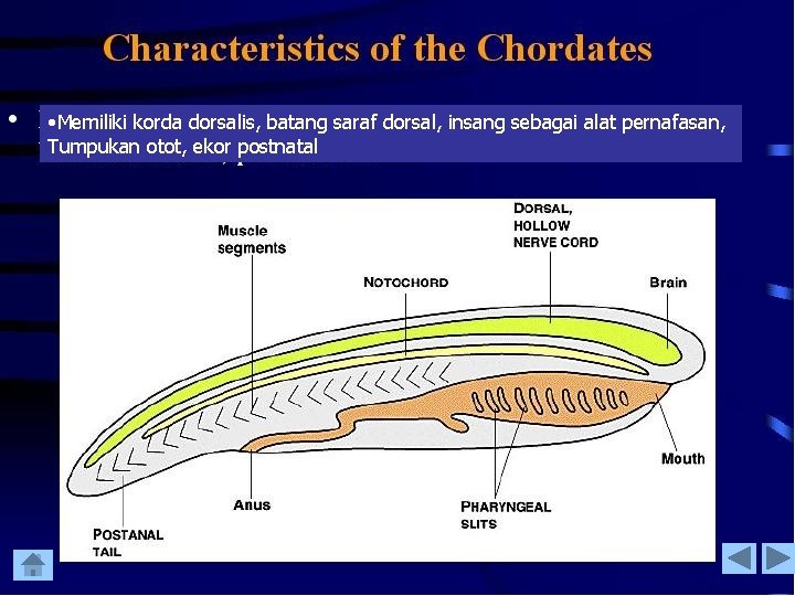  • Memiliki korda dorsalis, batang saraf dorsal, insang sebagai alat pernafasan, Tumpukan otot,