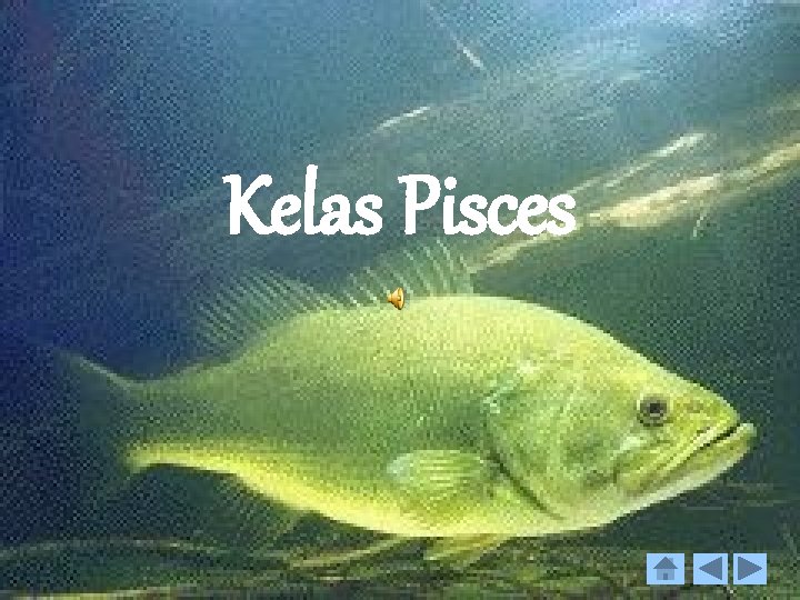 Kelas Pisces 