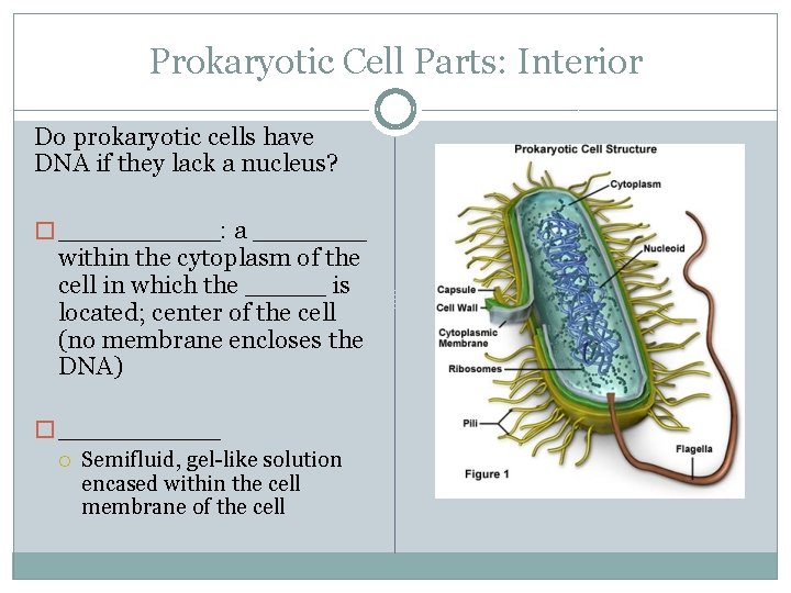 Prokaryotic Cell Parts: Interior Do prokaryotic cells have DNA if they lack a nucleus?