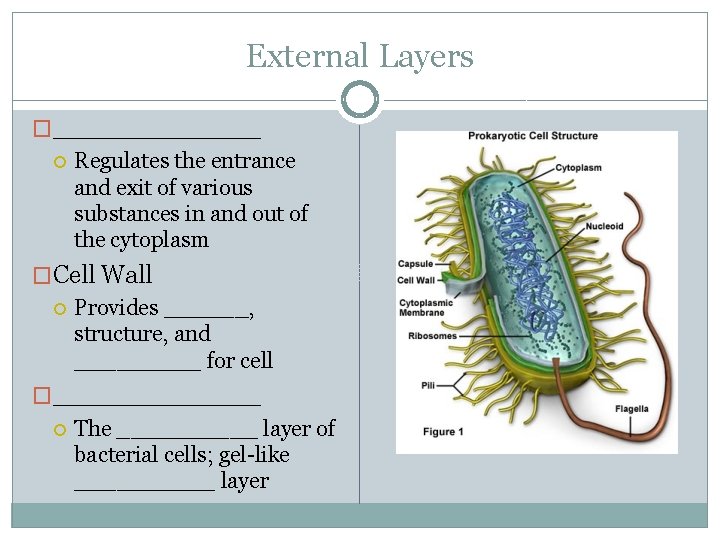 External Layers �_______ Regulates the entrance and exit of various substances in and out