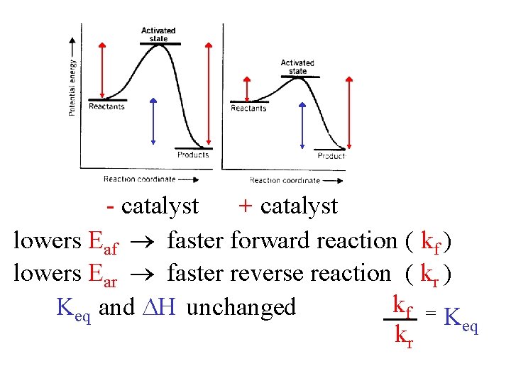 - catalyst + catalyst lowers Eaf faster forward reaction ( kf ) lowers Ear