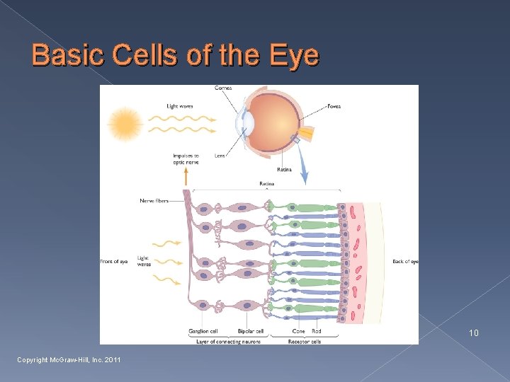 Basic Cells of the Eye 10 Copyright Mc. Graw-Hill, Inc. 2011 