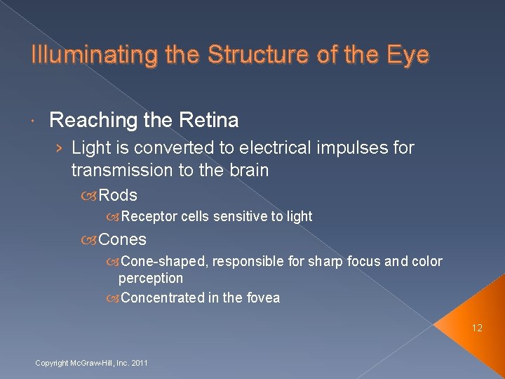 Illuminating the Structure of the Eye Reaching the Retina › Light is converted to