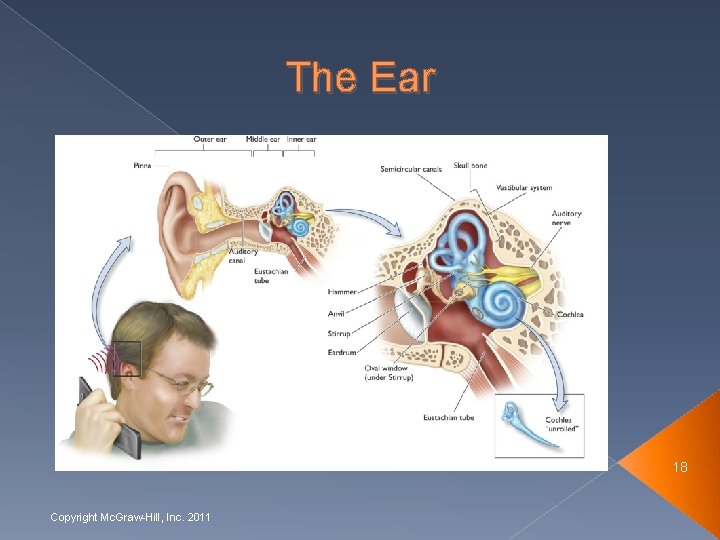 The Ear 18 Copyright Mc. Graw-Hill, Inc. 2011 