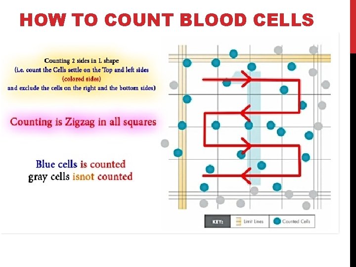 HOW TO COUNT BLOOD CELLS 
