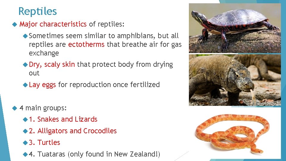 Chapter 13 ColdBlooded Vertebrates 13 C Fish 13