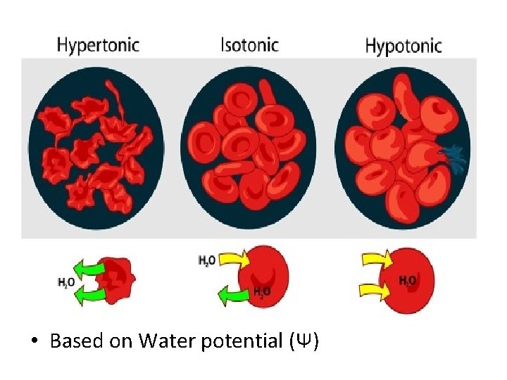  • Based on Water potential (Ψ) 