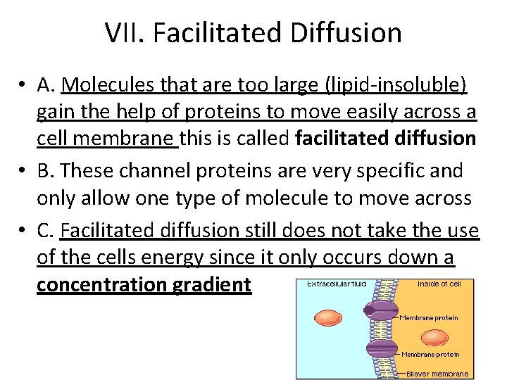 VII. Facilitated Diffusion • A. Molecules that are too large (lipid-insoluble) gain the help