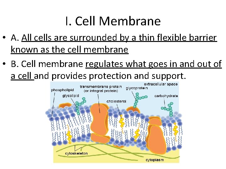 I. Cell Membrane • A. All cells are surrounded by a thin flexible barrier