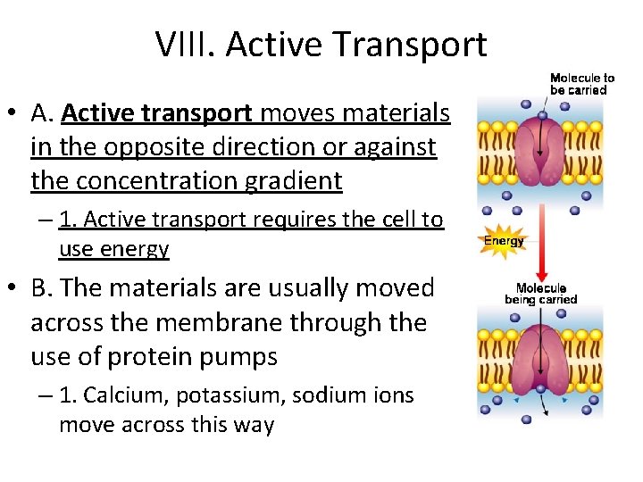 VIII. Active Transport • A. Active transport moves materials in the opposite direction or