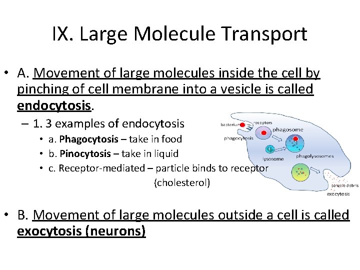 IX. Large Molecule Transport • A. Movement of large molecules inside the cell by