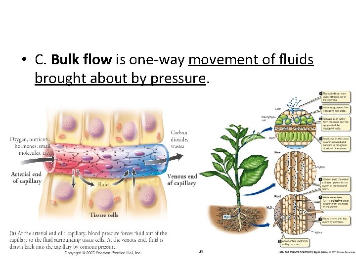  • C. Bulk flow is one-way movement of fluids brought about by pressure.