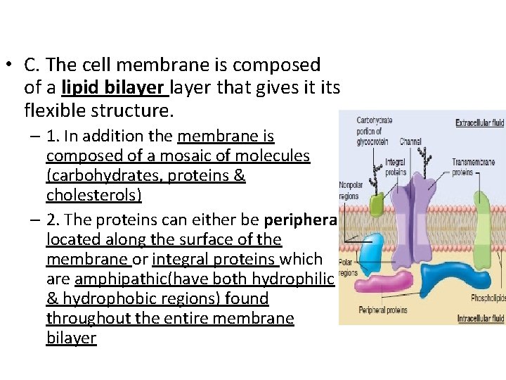  • C. The cell membrane is composed of a lipid bilayer that gives