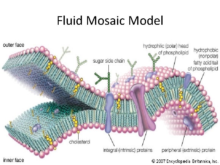 Fluid Mosaic Model 