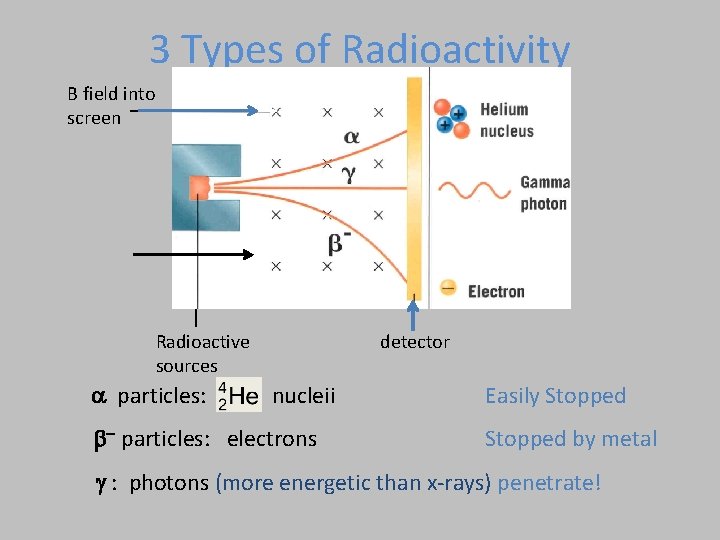 3 Types of Radioactivity B field into screen Radioactive sources a particles: detector nucleii