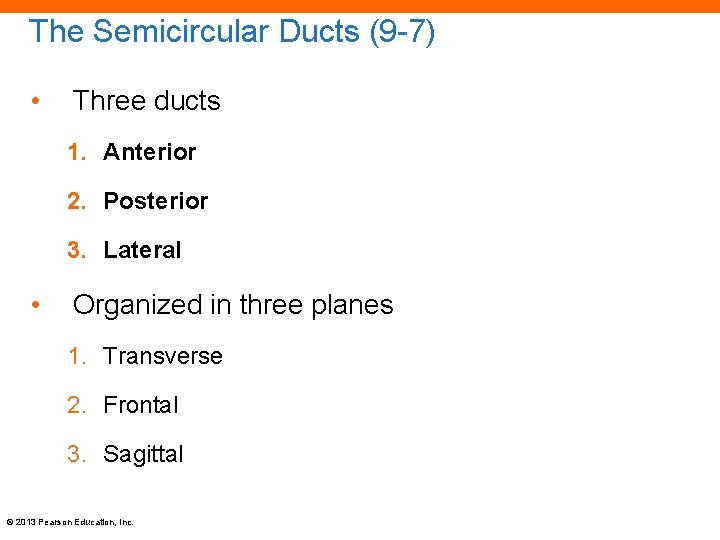The Semicircular Ducts (9 -7) • Three ducts 1. Anterior 2. Posterior 3. Lateral