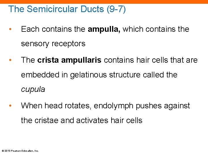 The Semicircular Ducts (9 -7) • Each contains the ampulla, which contains the sensory