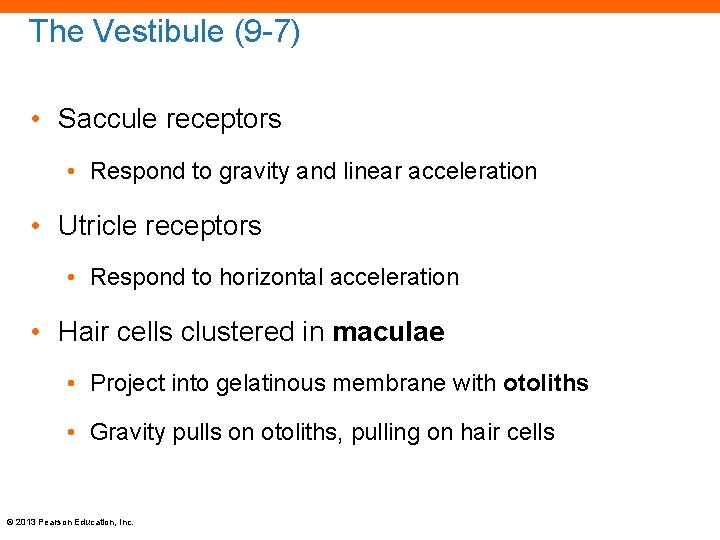 The Vestibule (9 -7) • Saccule receptors • Respond to gravity and linear acceleration