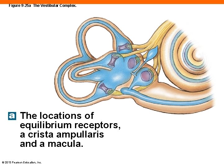 Figure 9 -25 a The Vestibular Complex. The locations of equilibrium receptors, a crista