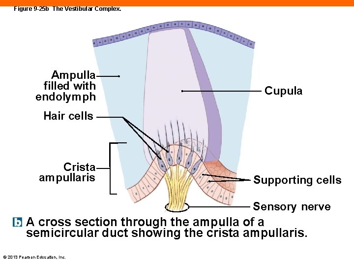 Figure 9 -25 b The Vestibular Complex. Ampulla filled with endolymph Cupula Hair cells