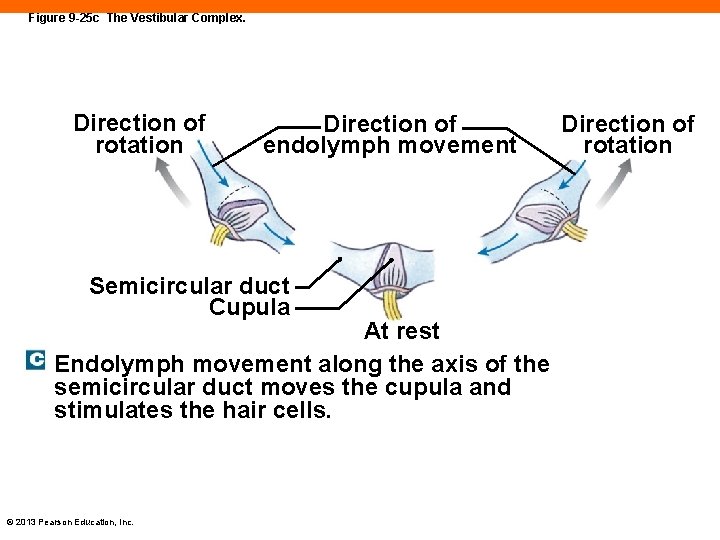 Figure 9 -25 c The Vestibular Complex. Direction of rotation Direction of endolymph movement