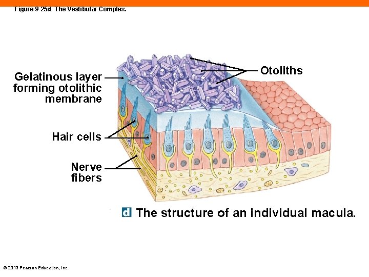 Figure 9 -25 d The Vestibular Complex. Gelatinous layer forming otolithic membrane Otoliths Hair