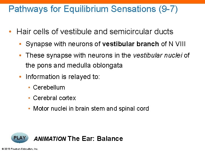 Pathways for Equilibrium Sensations (9 -7) • Hair cells of vestibule and semicircular ducts