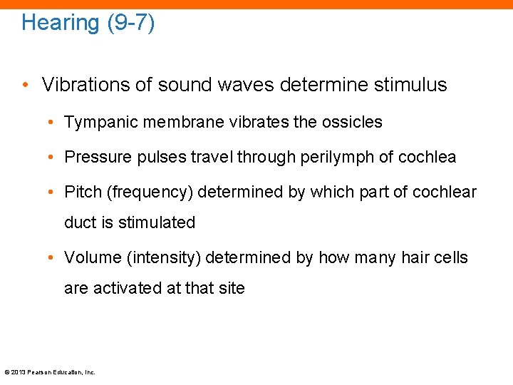 Hearing (9 -7) • Vibrations of sound waves determine stimulus • Tympanic membrane vibrates