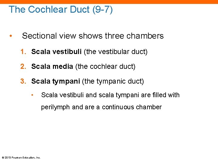 The Cochlear Duct (9 -7) • Sectional view shows three chambers 1. Scala vestibuli