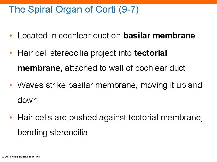 The Spiral Organ of Corti (9 -7) • Located in cochlear duct on basilar