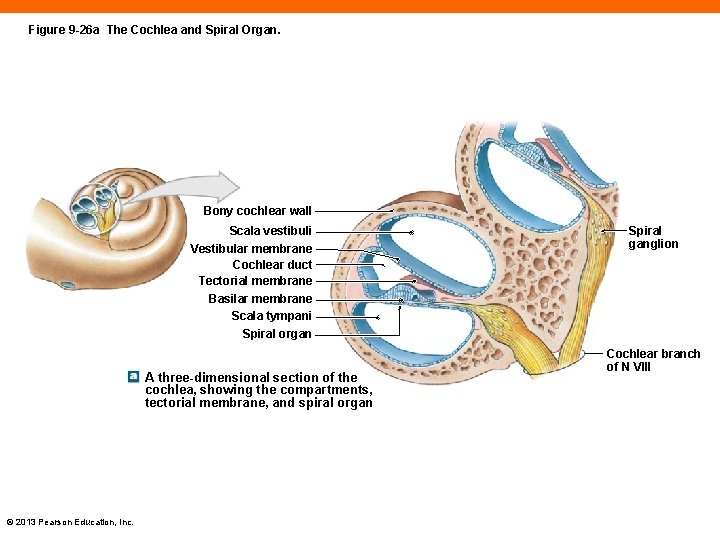 Figure 9 -26 a The Cochlea and Spiral Organ. Bony cochlear wall Scala vestibuli