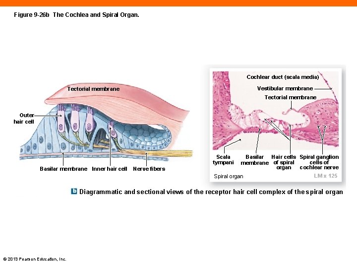 Figure 9 -26 b The Cochlea and Spiral Organ. Cochlear duct (scala media) Vestibular