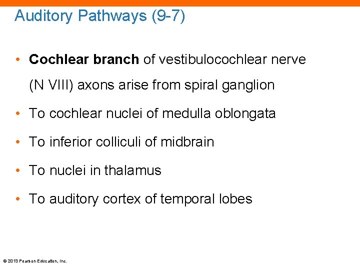 Auditory Pathways (9 -7) • Cochlear branch of vestibulocochlear nerve (N VIII) axons arise