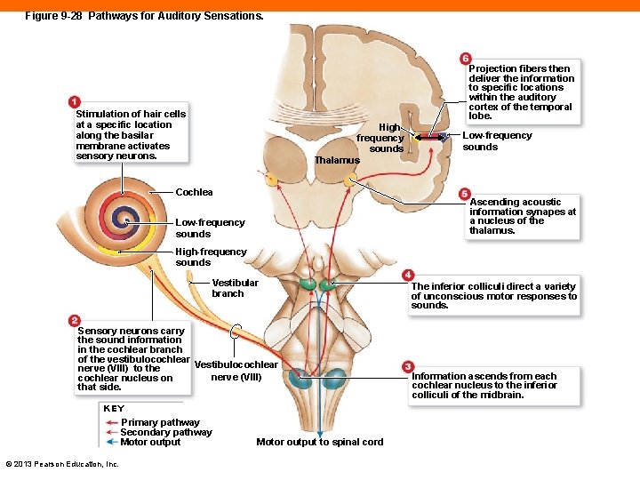 Figure 9 -28 Pathways for Auditory Sensations. Projection fibers then deliver the information to