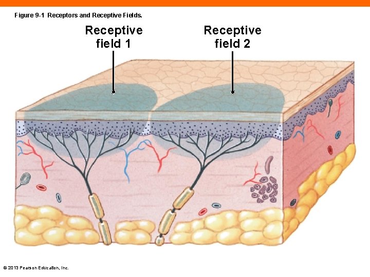 Figure 9 -1 Receptors and Receptive Fields. Receptive field 1 © 2013 Pearson Education,