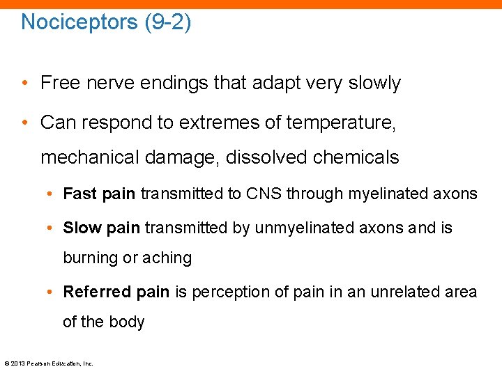 Nociceptors (9 -2) • Free nerve endings that adapt very slowly • Can respond