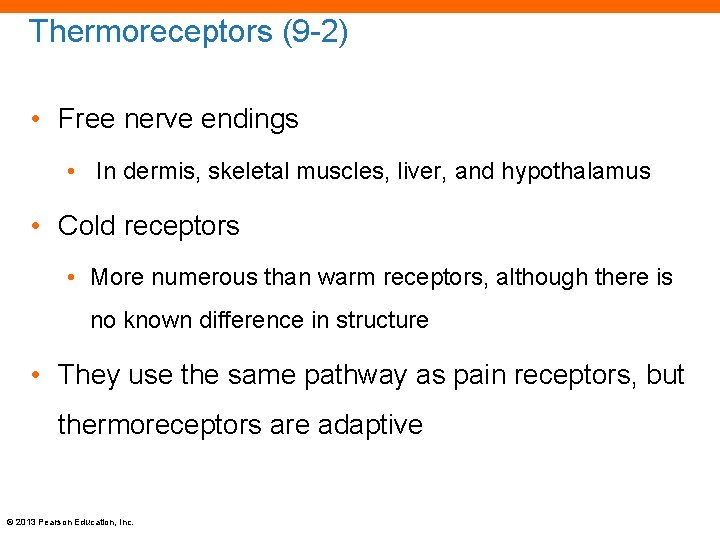Thermoreceptors (9 -2) • Free nerve endings • In dermis, skeletal muscles, liver, and