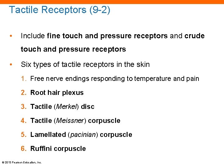 Tactile Receptors (9 -2) • Include fine touch and pressure receptors and crude touch